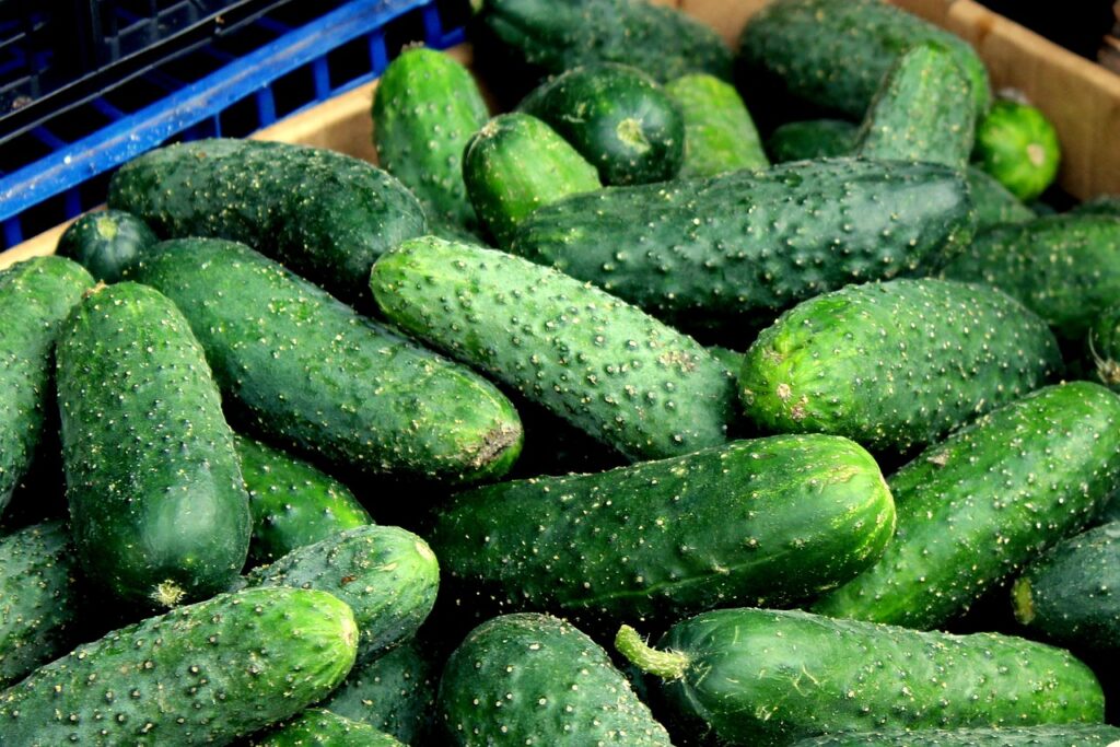 cucumbers, vegetables, ripe, harvest, season, agriculture